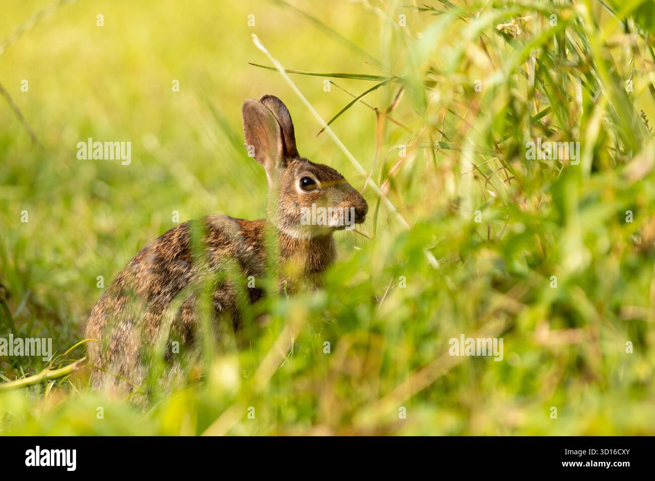 Cotton Tail Rabbit Stock Photo - Alamy