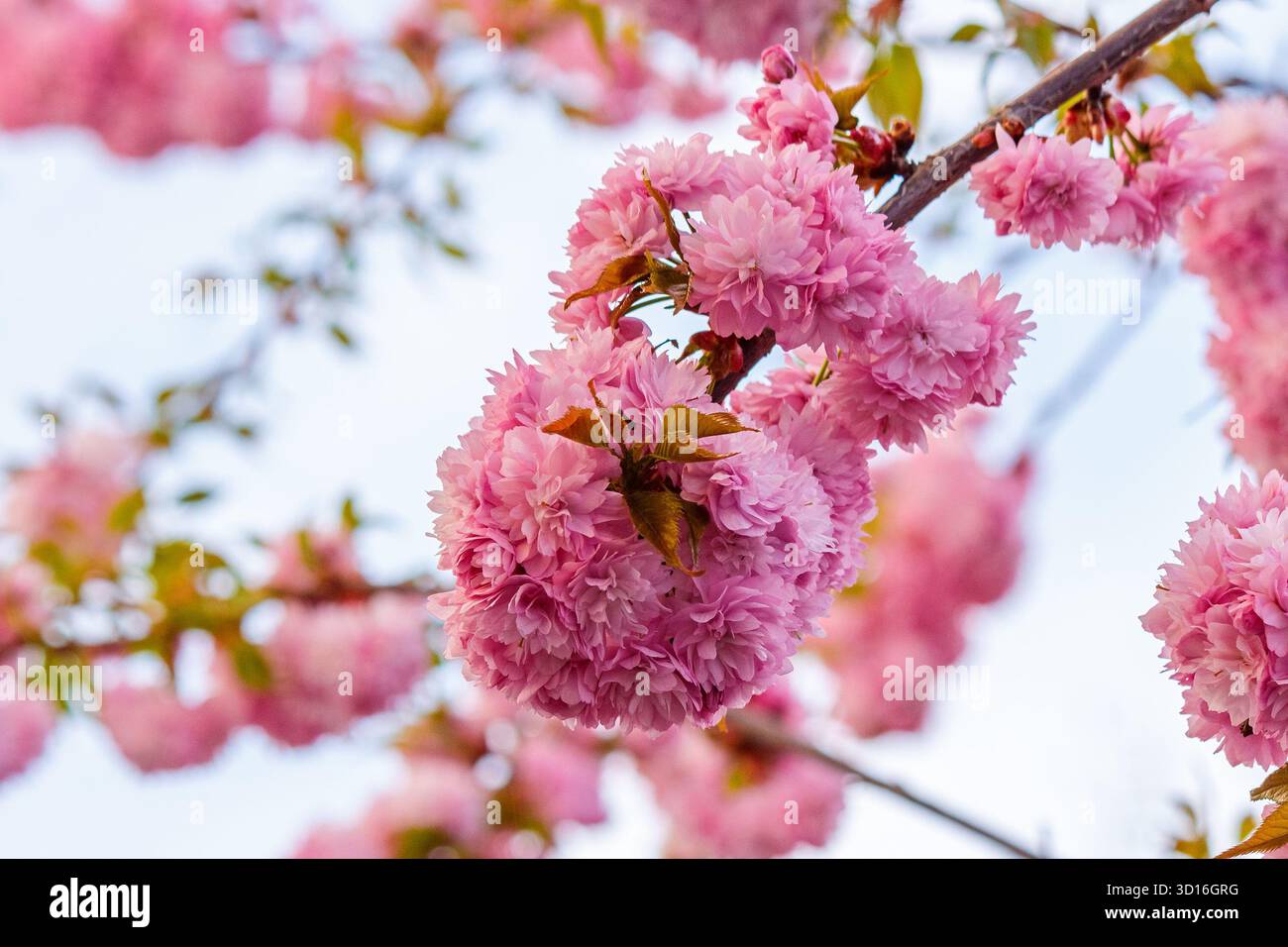 cherry blossom spring. sakura tree in pink flowers. beautiful nature background against blurred garden. romantic scene with blooming branch on a sunny Stock Photo