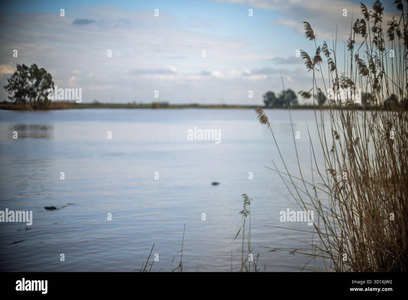 Reeds ripple in the breeze at the marshes of La Puebla del Río, where ...