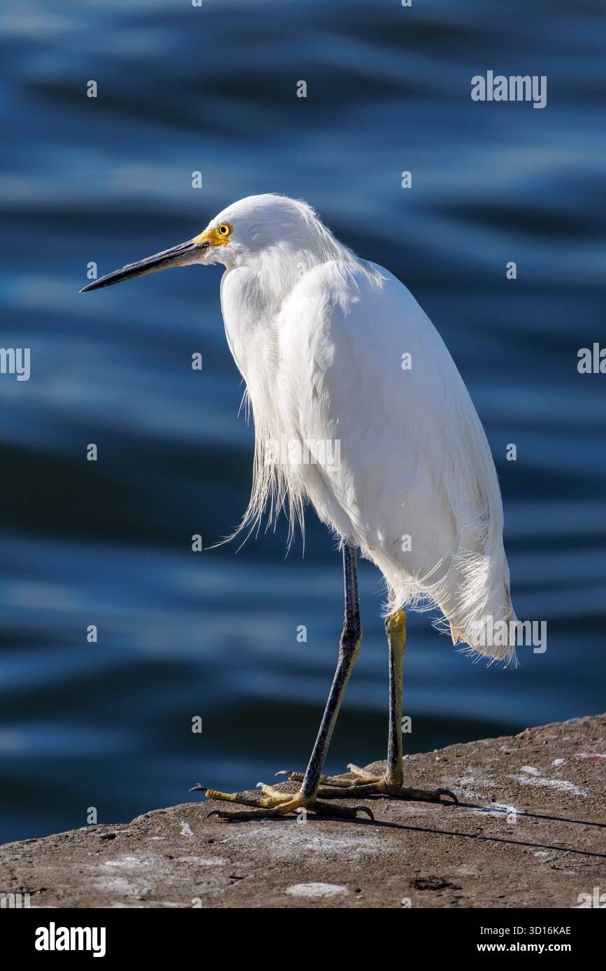 Snowy egret, Egretta thula, Cananeia, Brazil Stock Photo