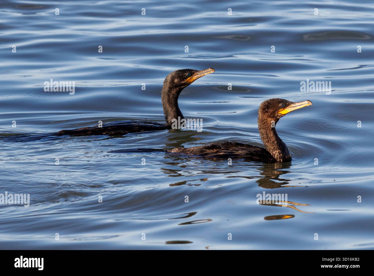 Juvenile Neotropical Cormorant, Nannopterum brasilianum, Cananeia, southern Brazil Stock Photo