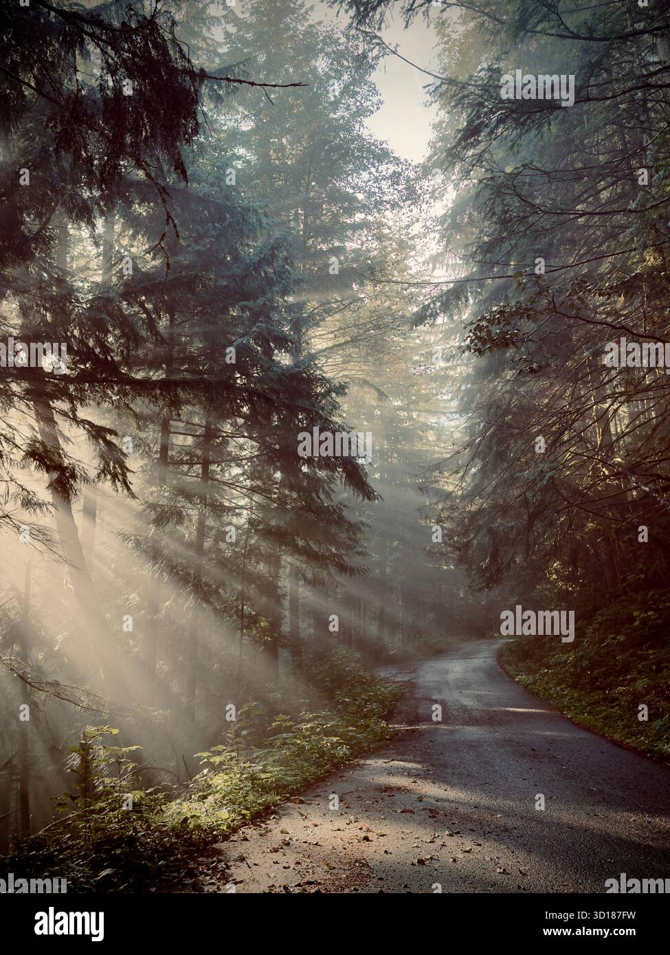 Soft morning light filters through misty evergreens along a winding forest road in a tranquil woodland scene. - Smartphone Captured Stock Image