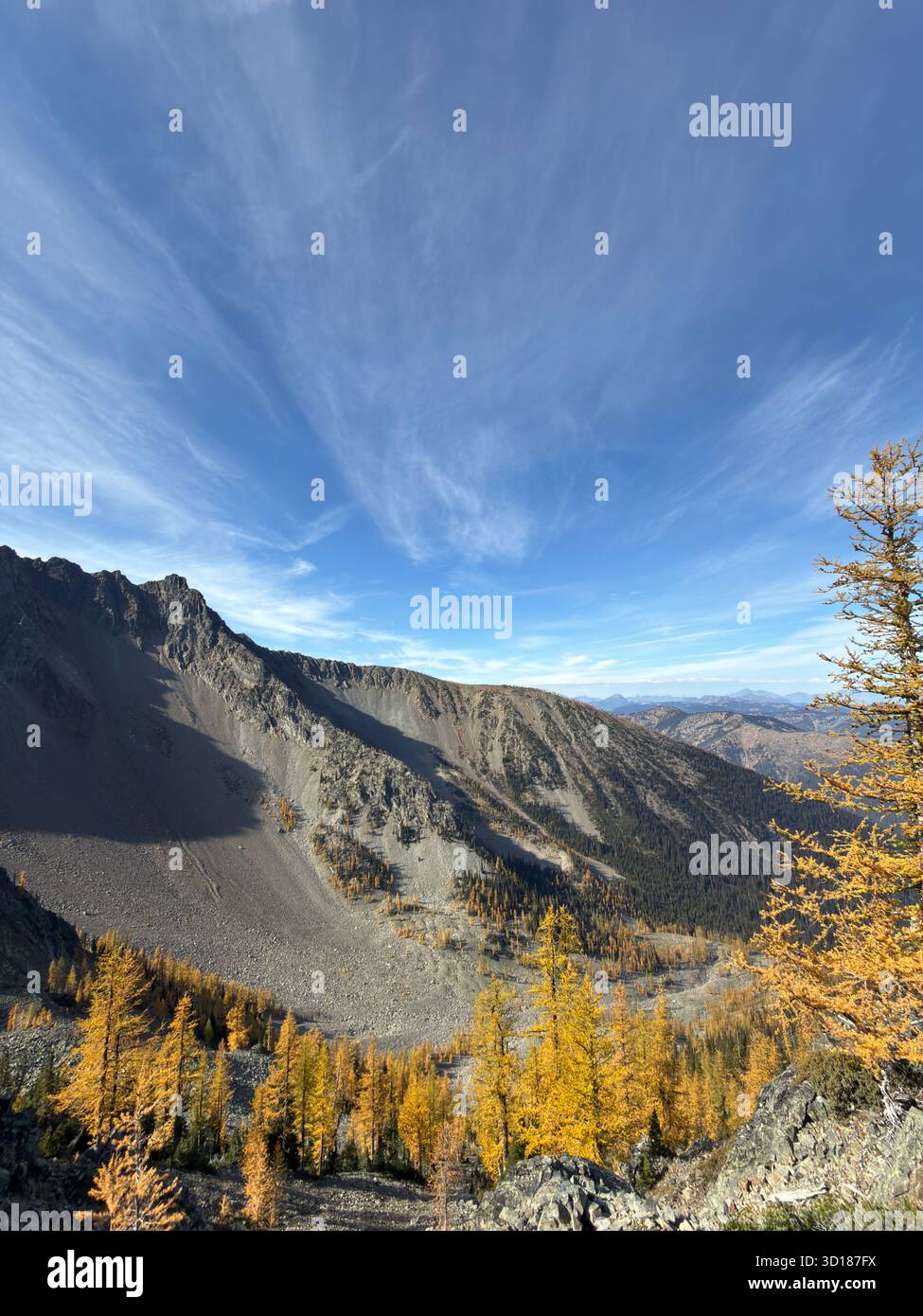 Golden larch trees glow beneath rugged mountain ridges in autumn, under a vivid blue sky in the Pacific Northwest. - Smartphone Captured Stock Image