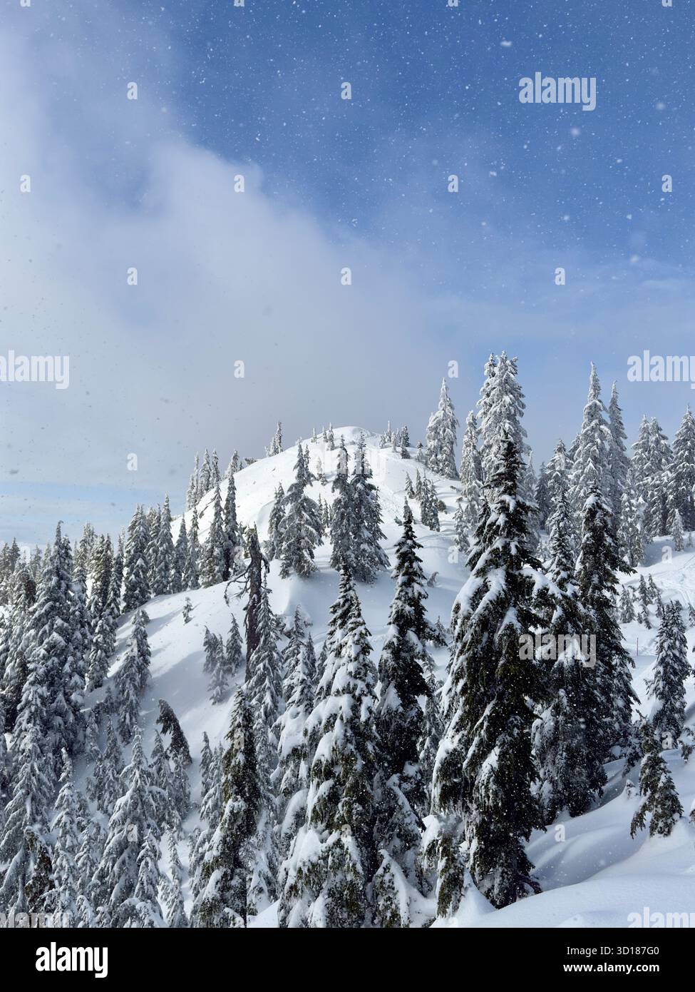 Snow-covered evergreens blanket a mountain ridge on a crisp winter day, creating a peaceful alpine scene. - Smartphone Captured Stock Image