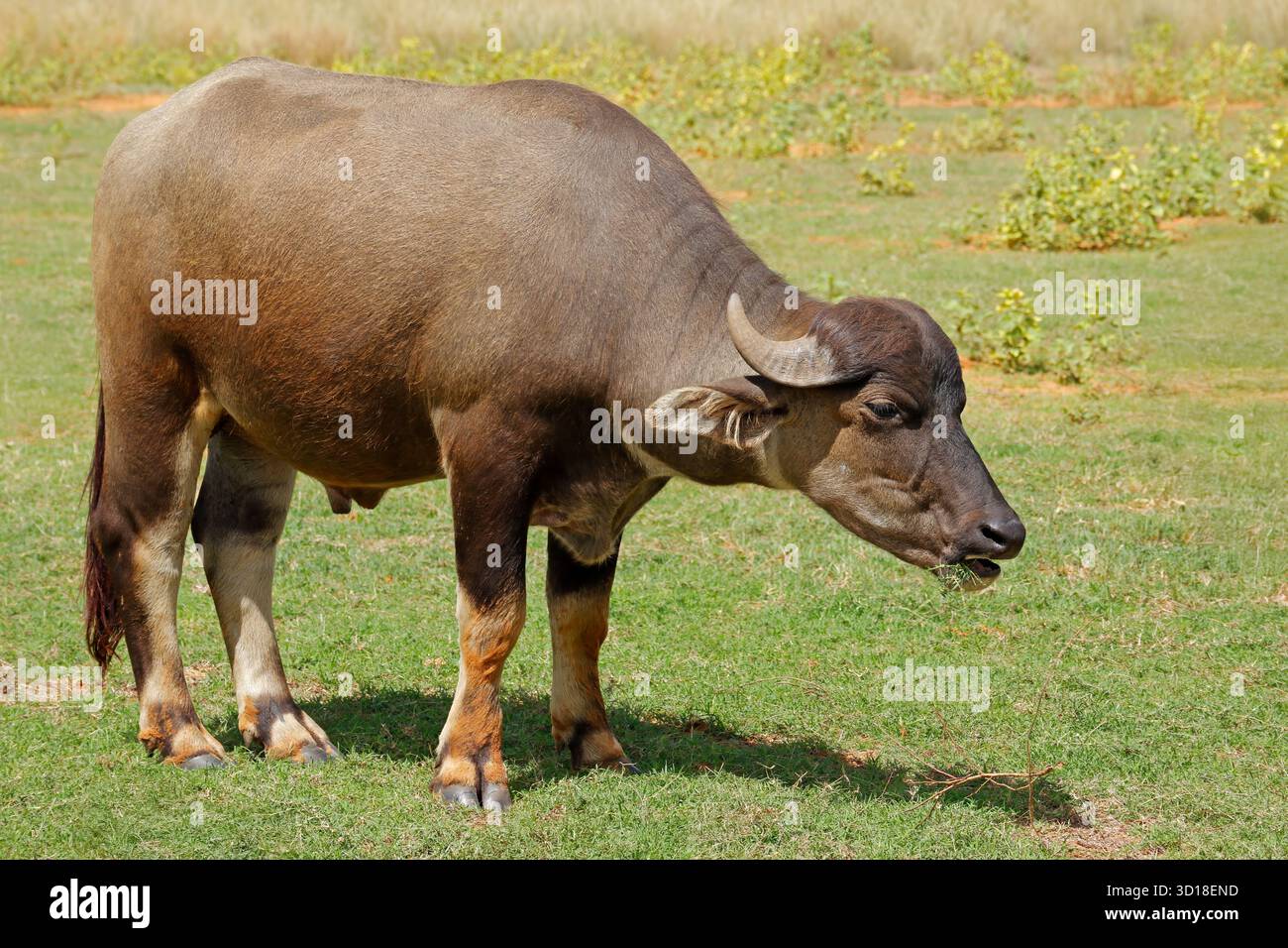 An Asian water buffalo (Bubalus bubalis) standing in natural habitat Stock Photo