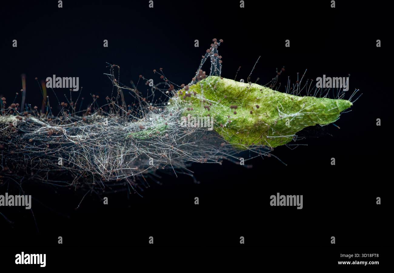 Developing fungus extends a delicate network of mycelia filaments and ...