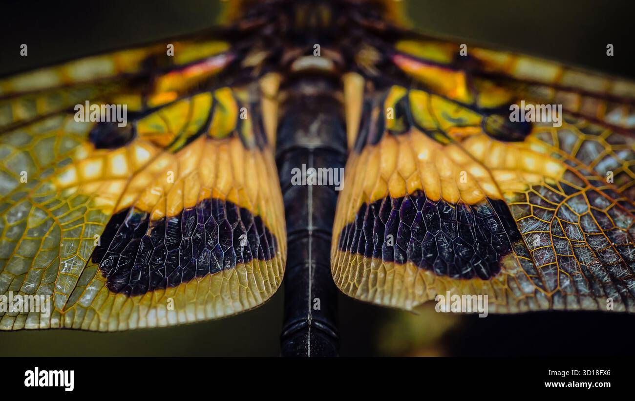 Dragonfly wings capturing vibrant yellow and black colors with delicate ...