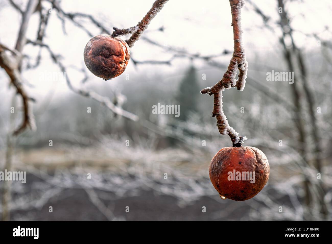 Frosty winter apple on a tree branch in a garden Stock Photo