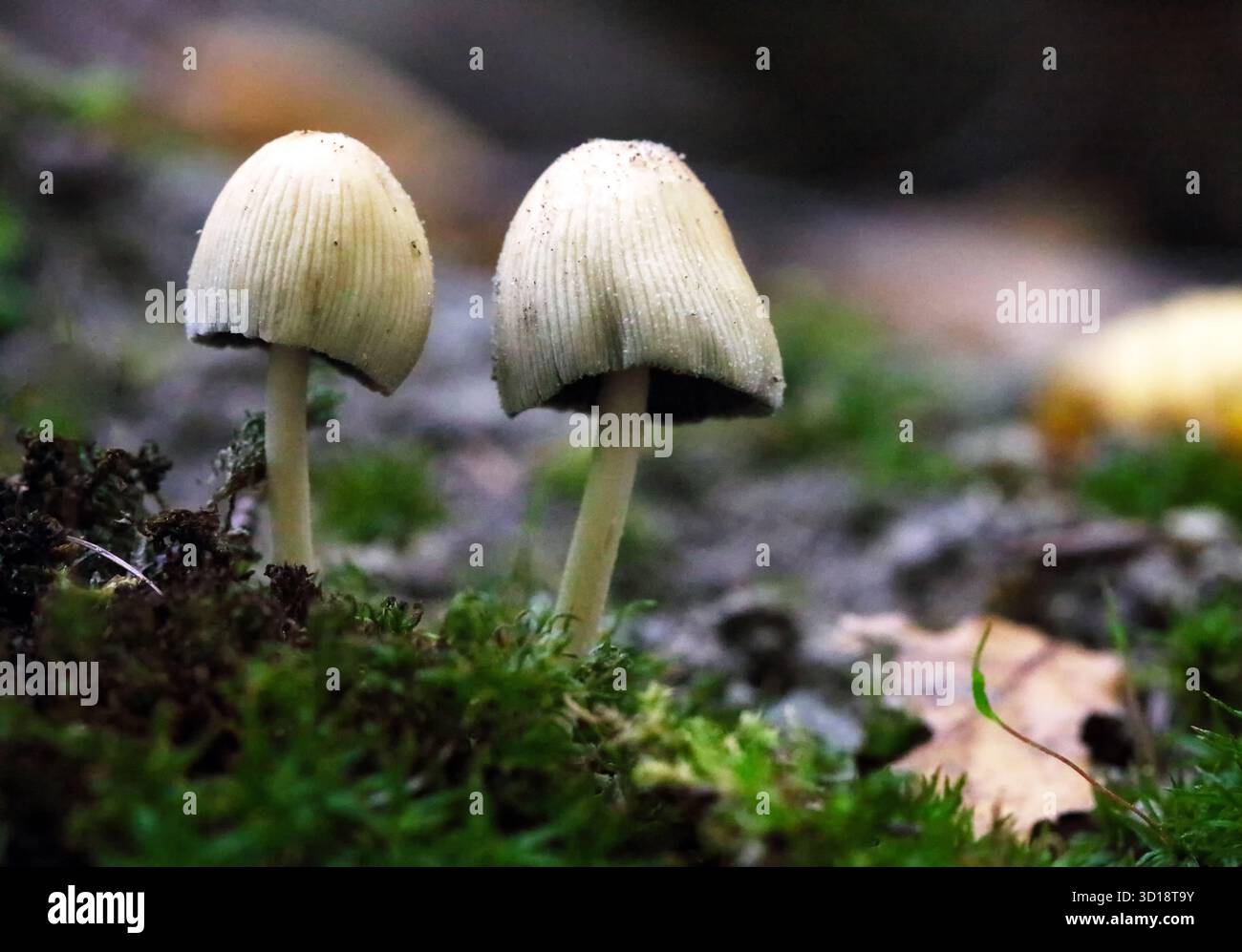shiny cap mushrooms, (Coprinellus micaceus), emerging from the ground in autumn, close view Stock Photo