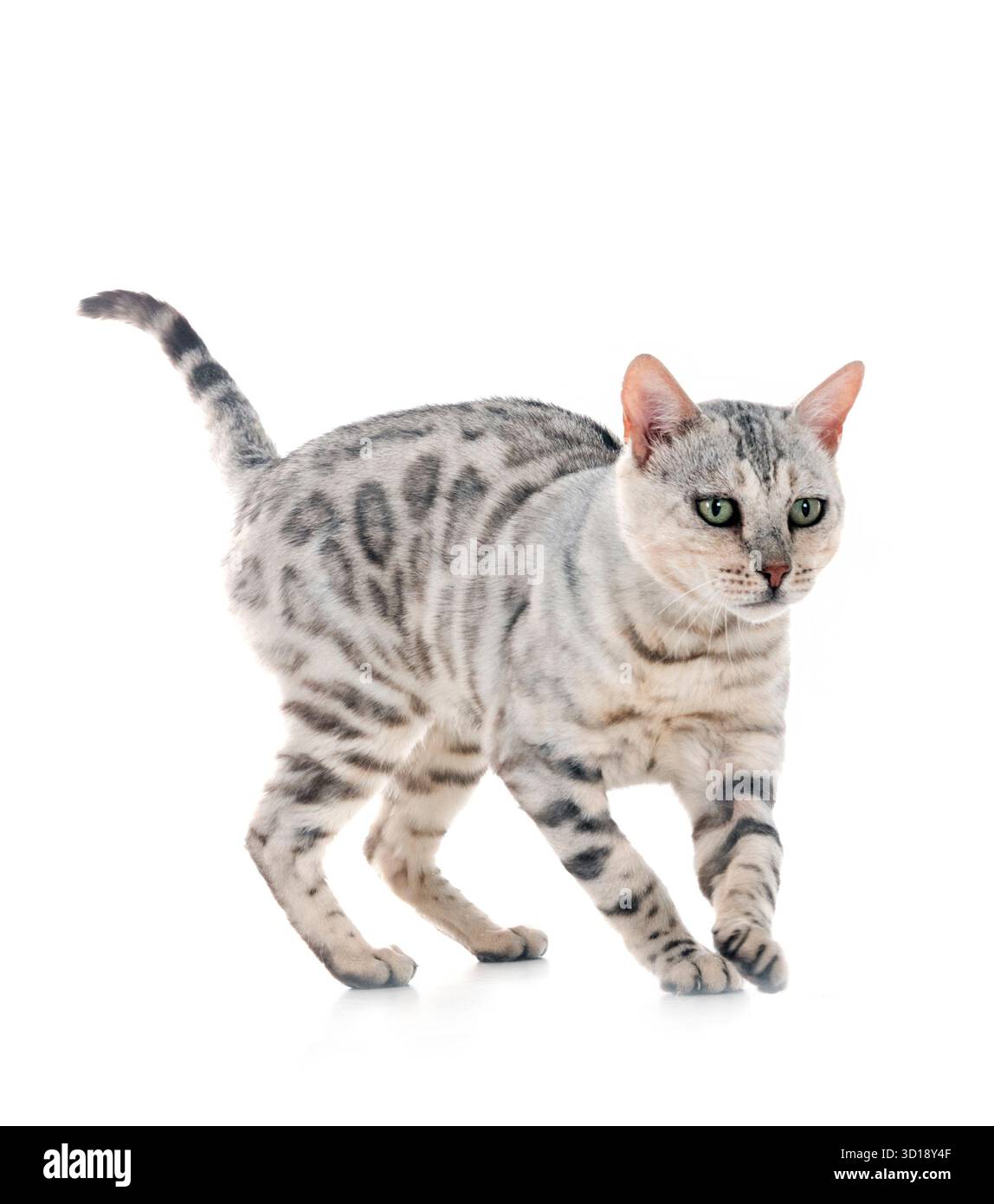 bengal cat in front of white background Stock Photo