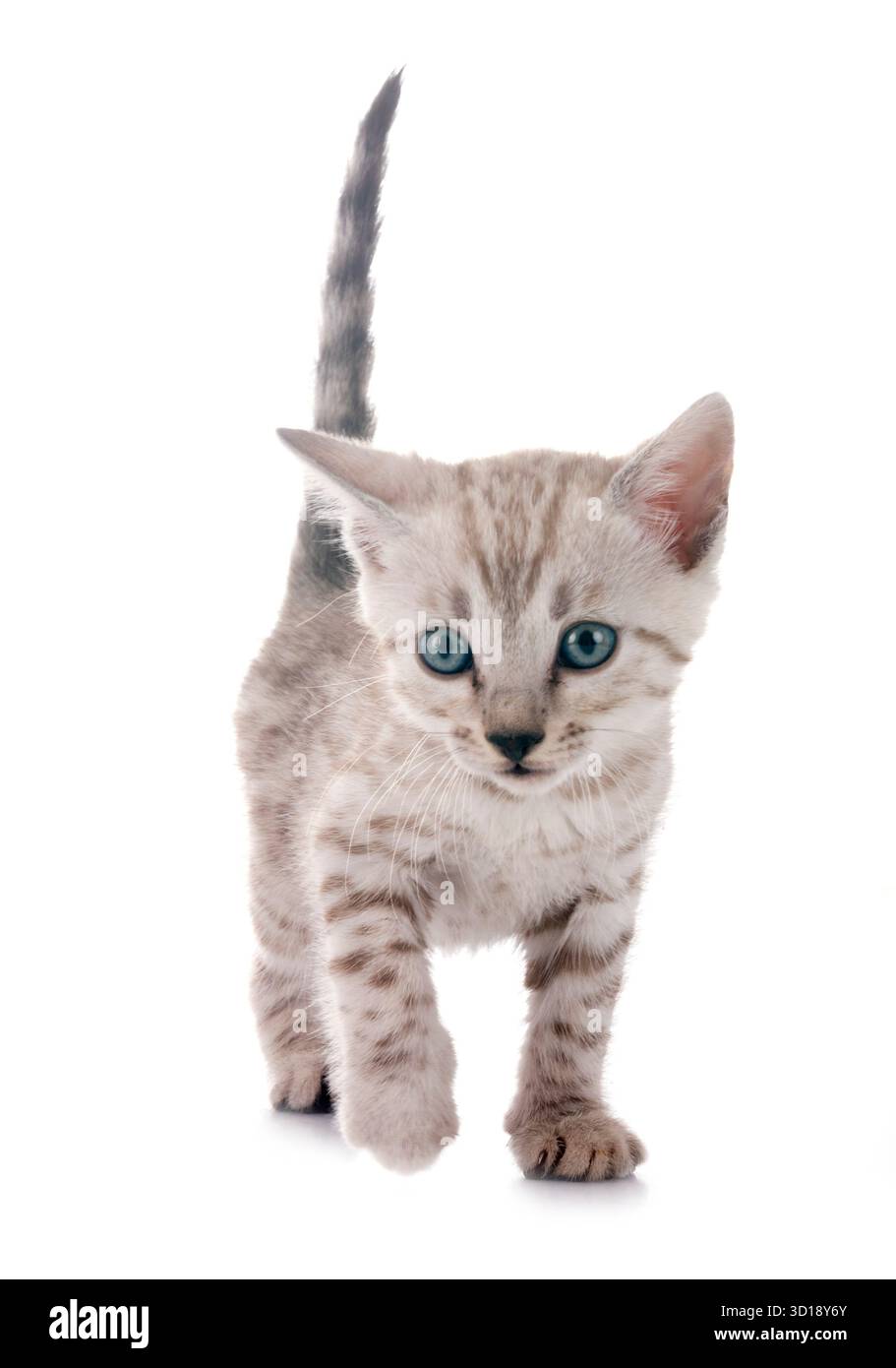 bengal cat in front of white background Stock Photo