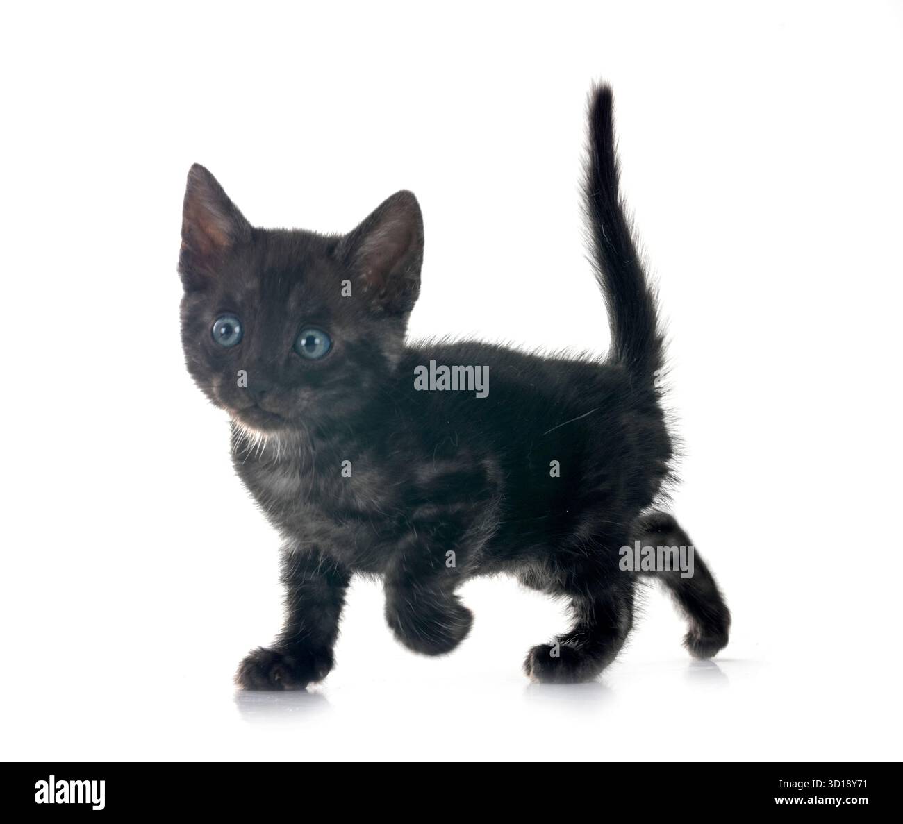 bengal cat in front of white background Stock Photo