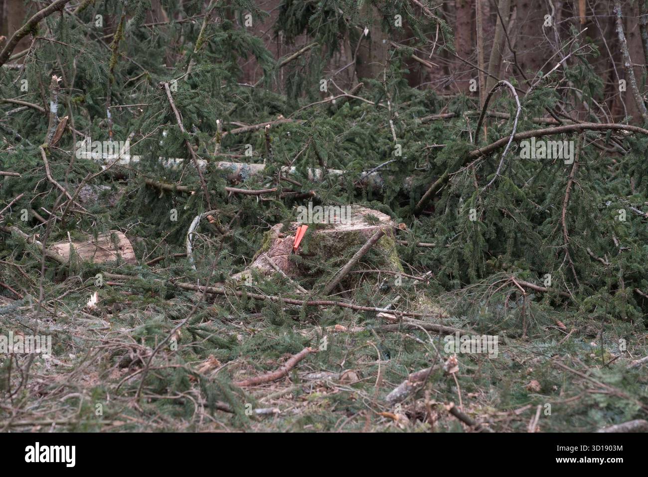 Logging Tree Felling tree felling, logging and forestry work in a commercial forest tree ...