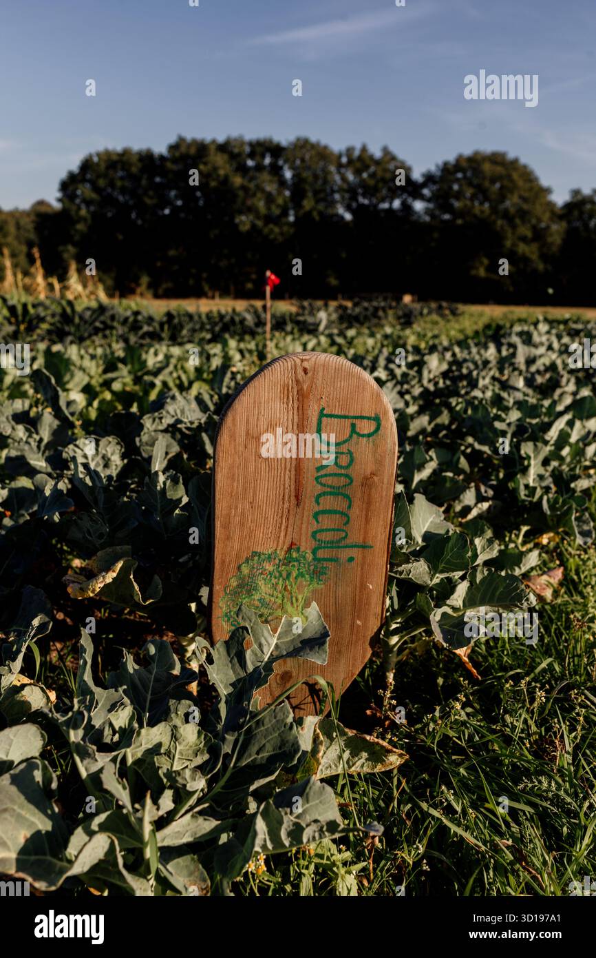 Lush Broccoli growing with a handmade broccoli sign Stock Photo - Alamy