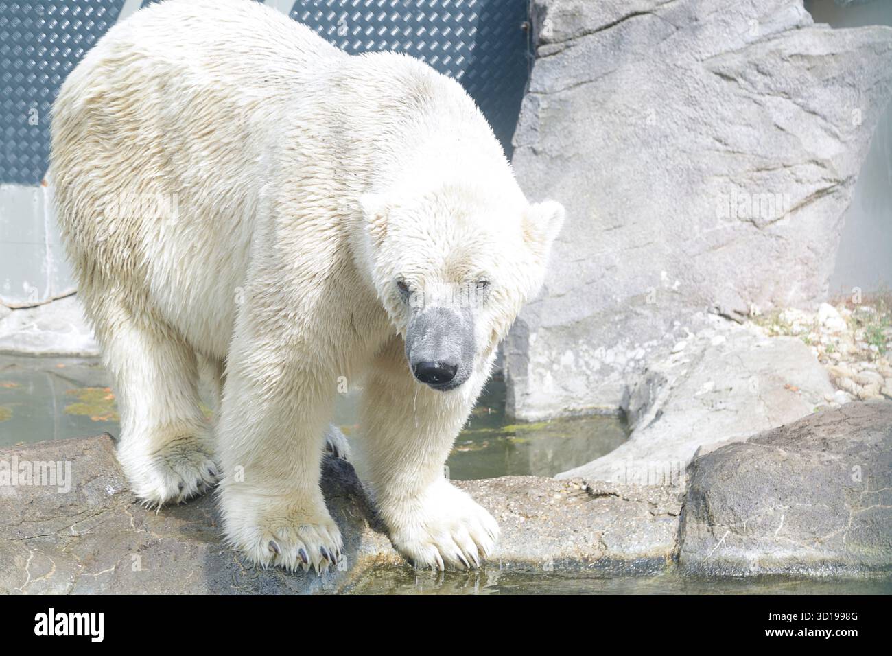 Large polar bear cuddly hi-res stock photography and images - Alamy