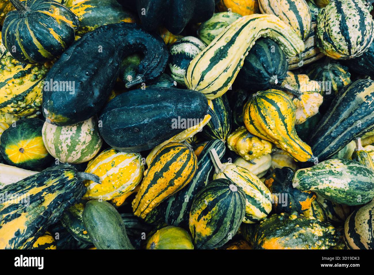 Assorted heirloom gourds with unique shapes, stripes, and textures in green and yellow tones. Biodiversity in vegetables, organic surface aesthetics Stock Photo