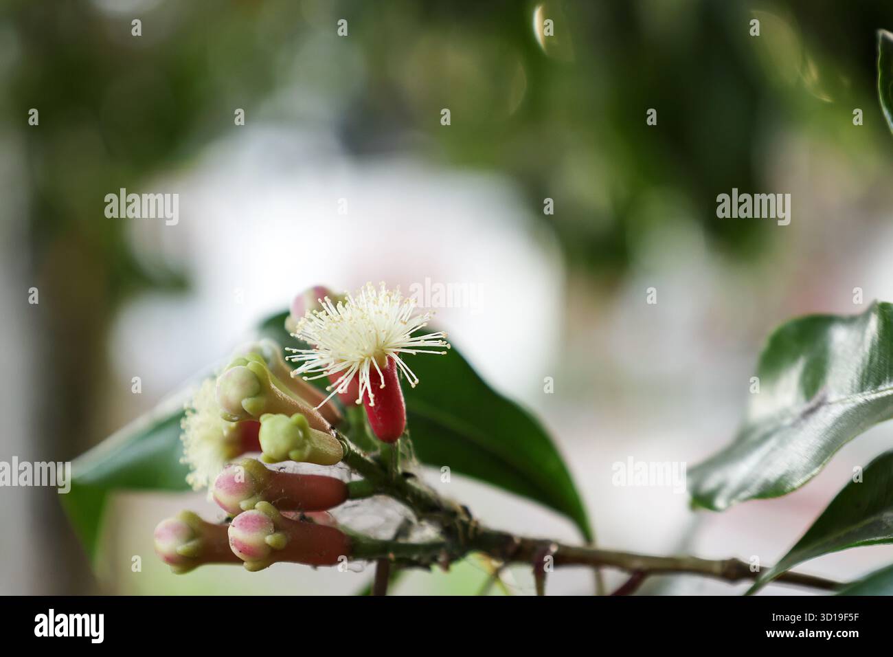 Close Up of Flowering Clove Plants or Syzygium aromaticum. Cengkeh Ready to  be Harvested. Cloves are Native Indonesia Plant, used as a Cooking Spice a  Stock Photo - Alamy