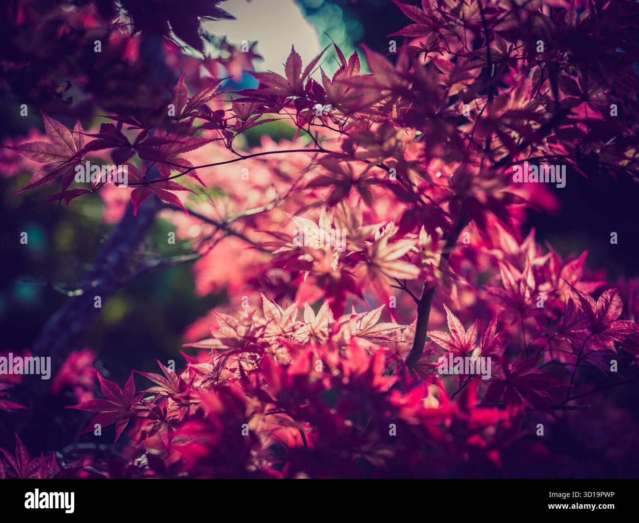 Japanese Maple Stock Photo