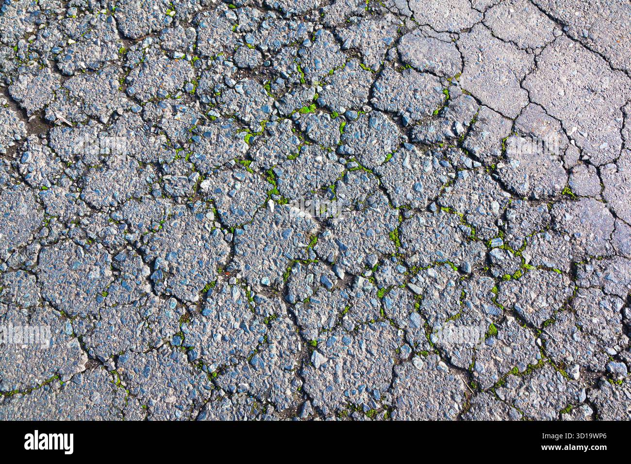 Moss grows through cracked asphalt road surface Stock Photo