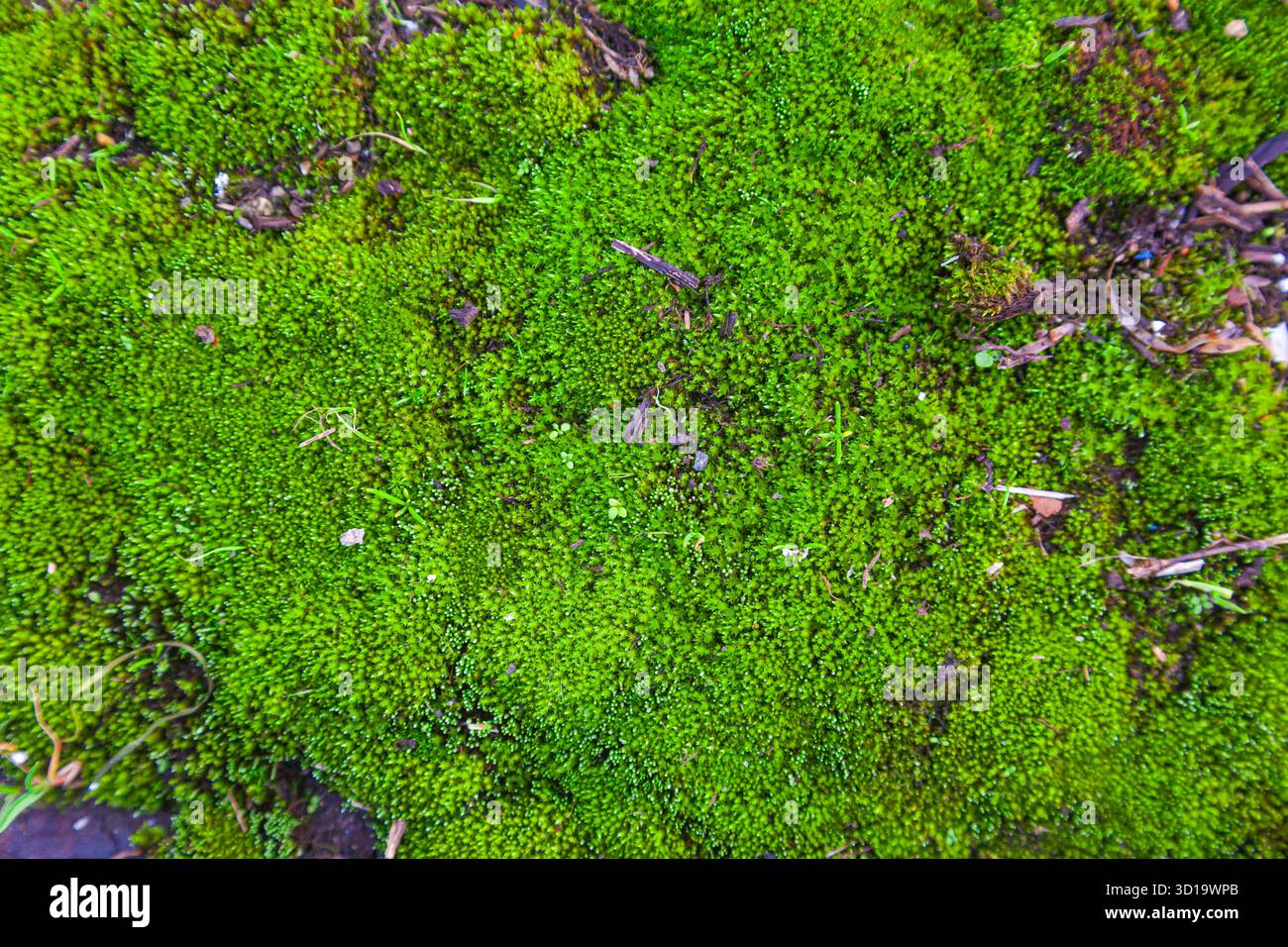 Moss growing through concrete and gravel Stock Photo