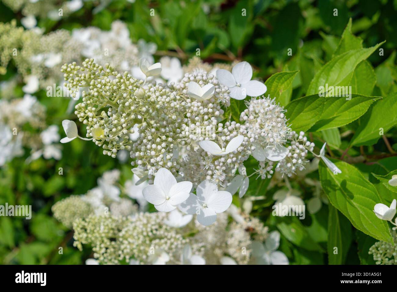 Blooming white hydrangea flowers in lush green garden setting ...