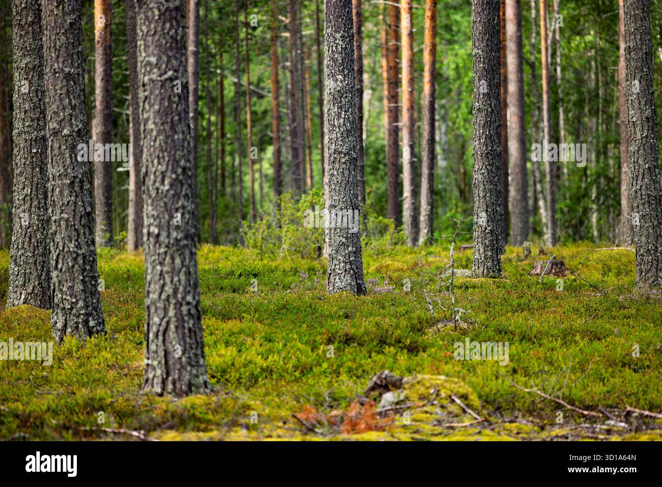 Forest scene various trees hi-res stock photography and images - Alamy
