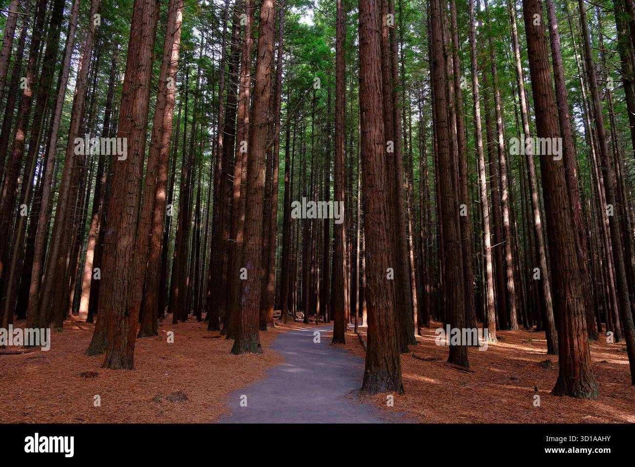 Path through tall redwood trees in Whakarewarewa Forest, Rotorua, New Zealand, with soft light and earthy tones. Stock Photo