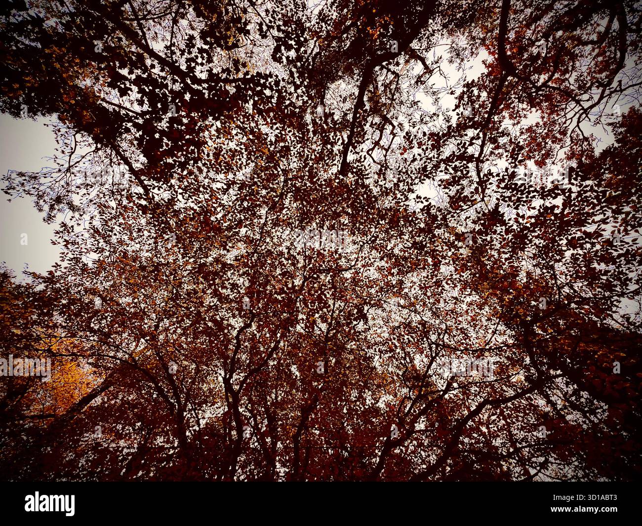A photograph of autumnal trees in South Norfolk, UK. Autumnal tones. - Smartphone Captured Stock Image