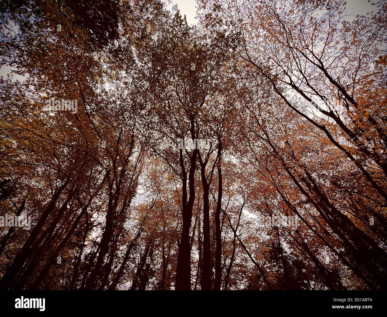A photograph of autumnal trees in South Norfolk, UK. Autumnal tones. - Smartphone Captured Stock Image