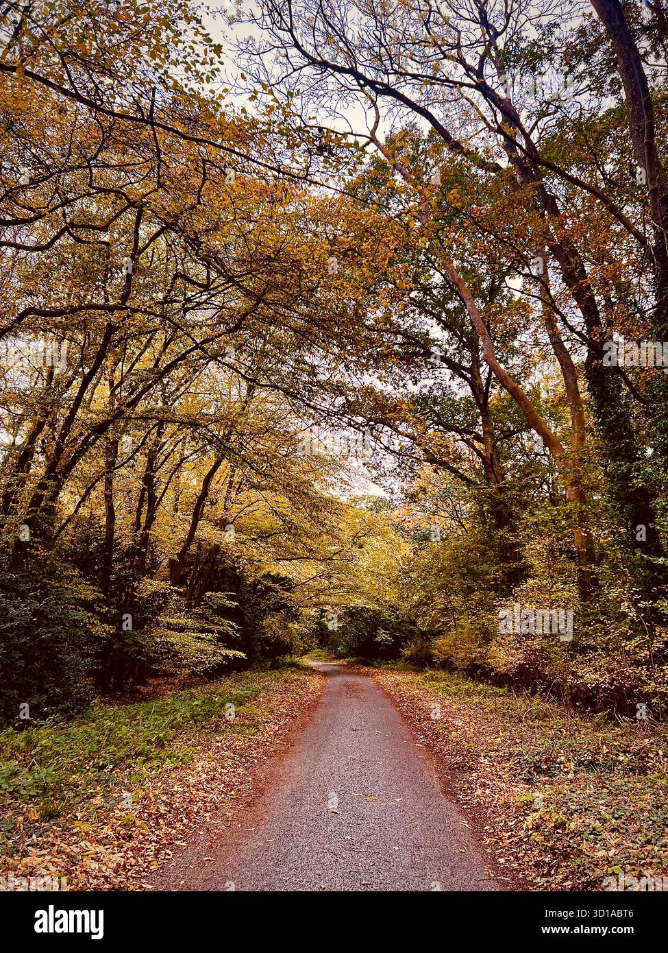 A photograph of a country lane in South Norfolk, England, lined with autumn trees and leaves. Autumnal tones. - Smartphone Captured Stock Image