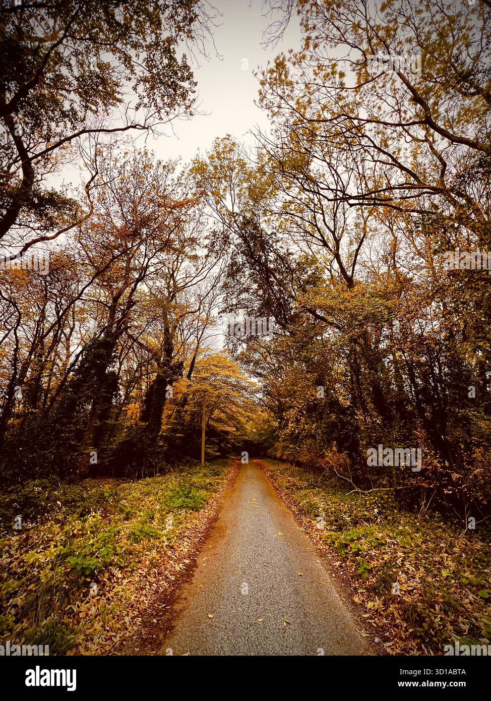 A photograph of a country lane in South Norfolk, England, lined with autumn trees and leaves. Autumnal tones. - Smartphone Captured Stock Image