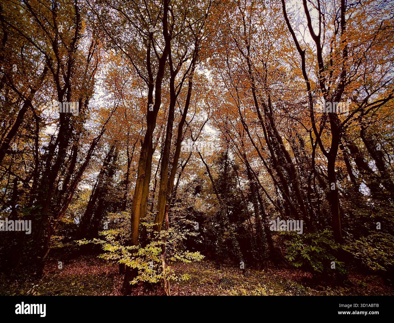 A photograph of autumnal trees in South Norfolk, UK. Autumnal tones. - Smartphone Captured Stock Image