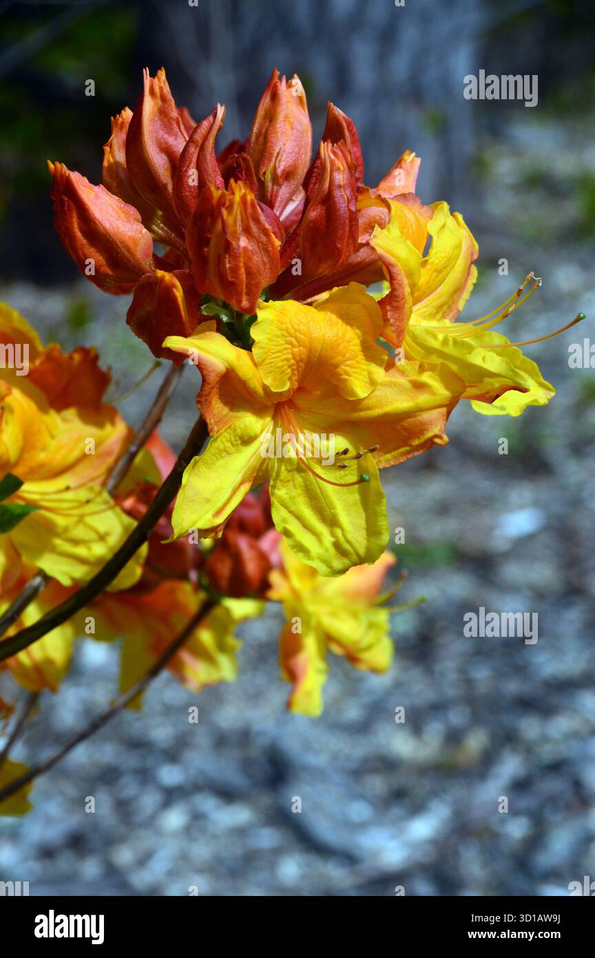orange Sunte Nectarine rhododendron flowers in bloom macro selective focus  Stock Photo - Alamy