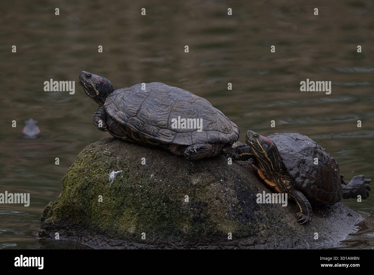 Two Turtles Resting on Rock Stock Photo