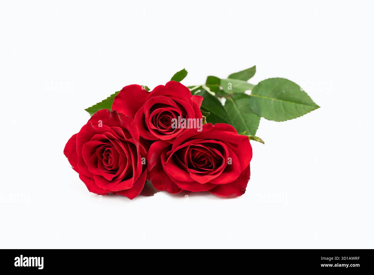 Three red roses. Red rose isolated on white background. Stock Photo