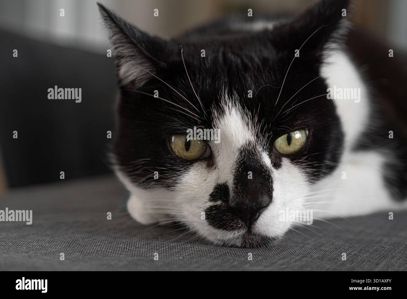 Black white tuxedo cat lying hi-res stock photography and images - Alamy