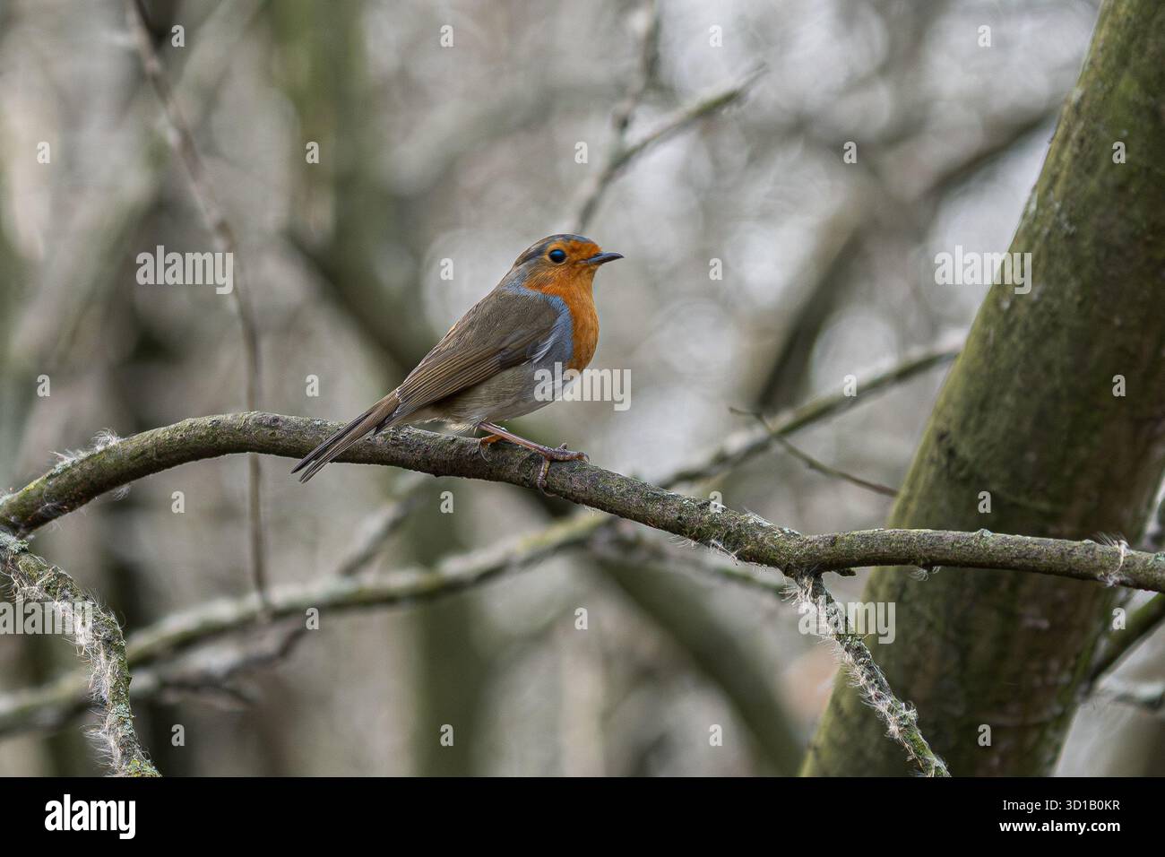 Robin Perched on Lichen-Covered Winter Branch Stock Photo