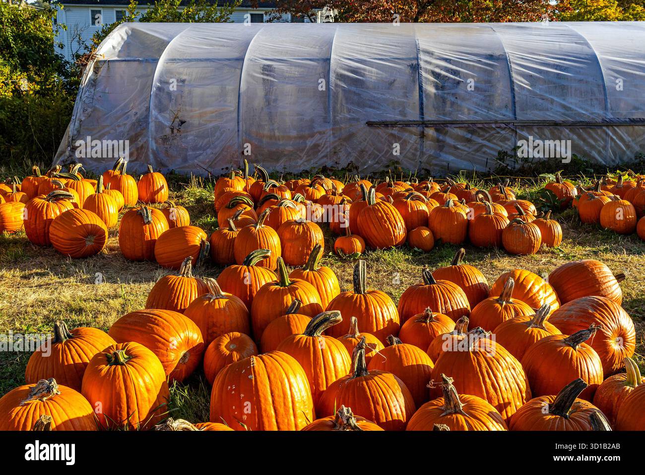 Pumpkins in a pumpkin patch Stock Photo