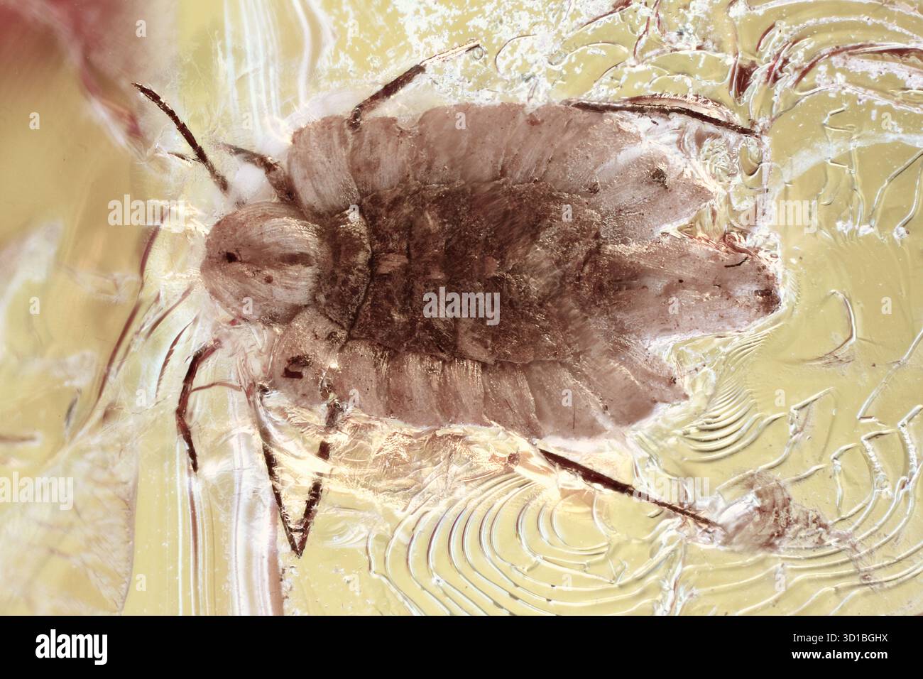 Wingless Ortheziidae coccid in Baltic amber inclusion, fossil insect ...