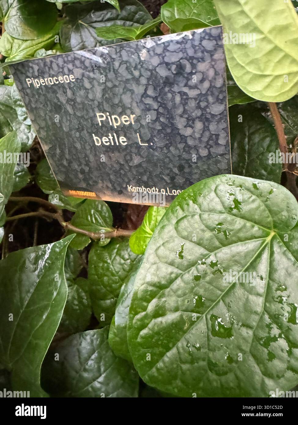 A plant label for piper betle l. (betel pepper) in the piperaceae family is  partially visible amidst the glossy, dark green, wet foliage of the plant  Stock Photo - Alamy