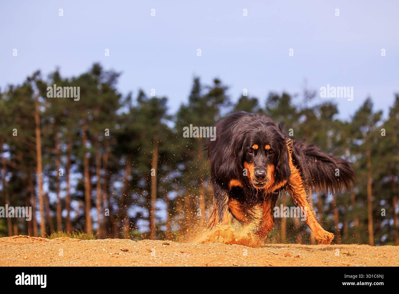 black and gold Hovie dog hovawart running through the sand Stock Photo