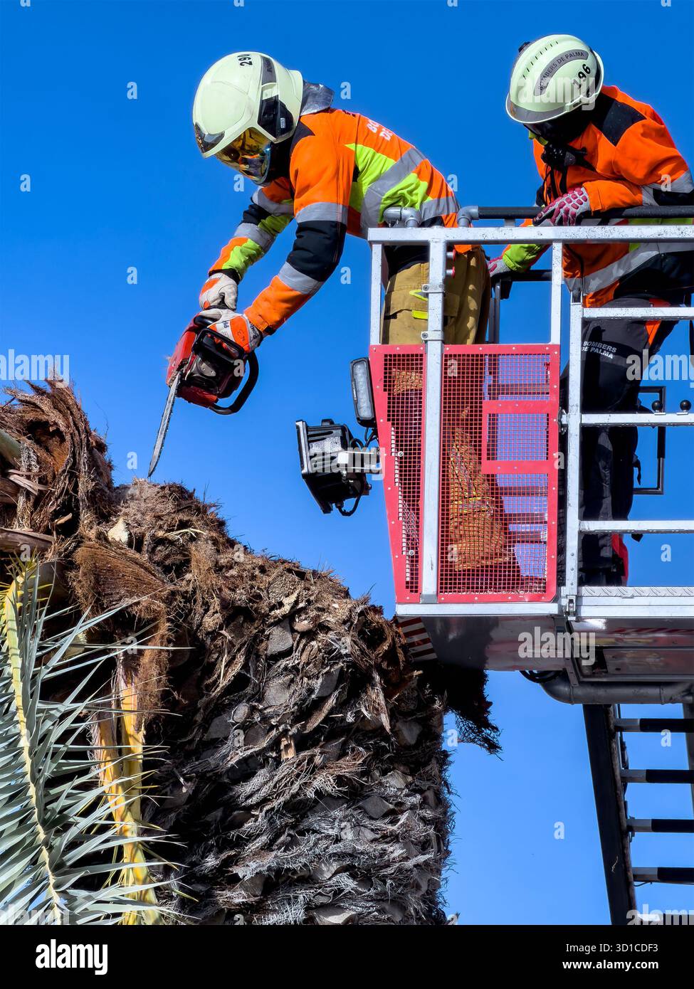 firecrew in safety gear using a chainsaw to cut the top of a storm damaged palm tree from an elevated fire engine platform can pastilla mallorca spain - Smartphone Captured Stock Image