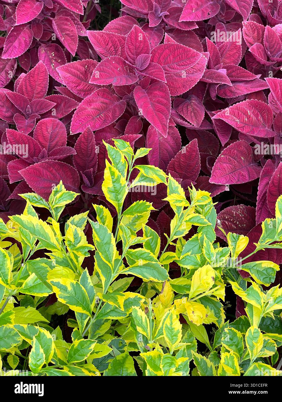 Vibrant contrast of deep magenta coleus leaves with variegated green and yellow sambucus foliage in a garden setting - Smartphone Captured Stock Image