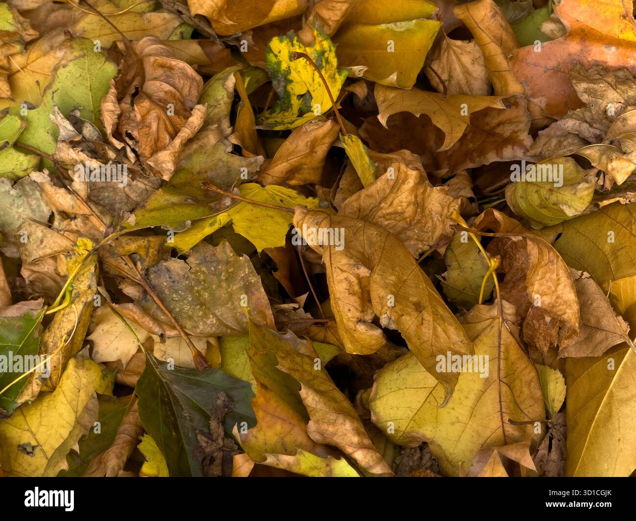 Autumn leaves on floor - Smartphone Captured Stock Image