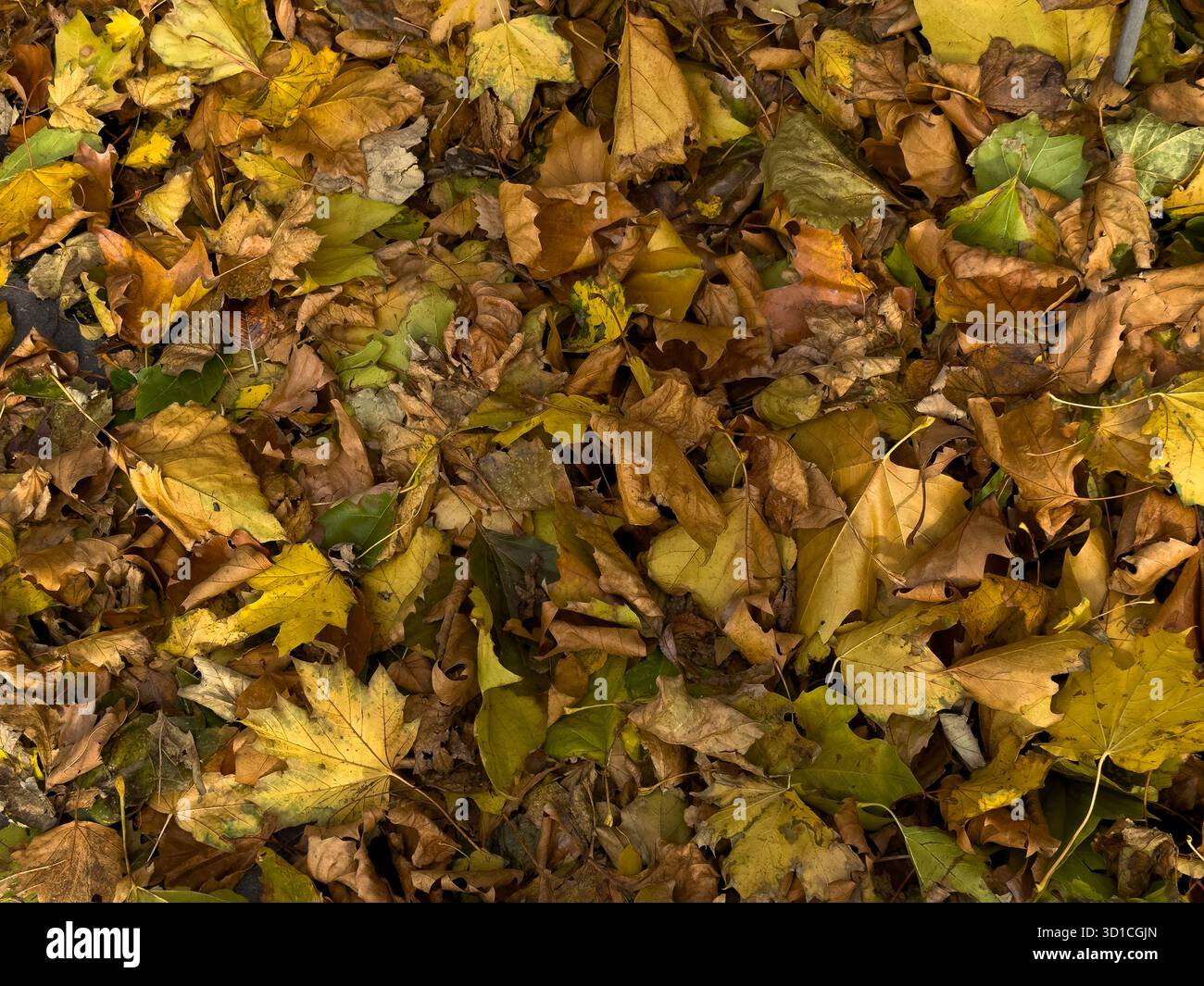 Autumn leaves on floor - Smartphone Captured Stock Image