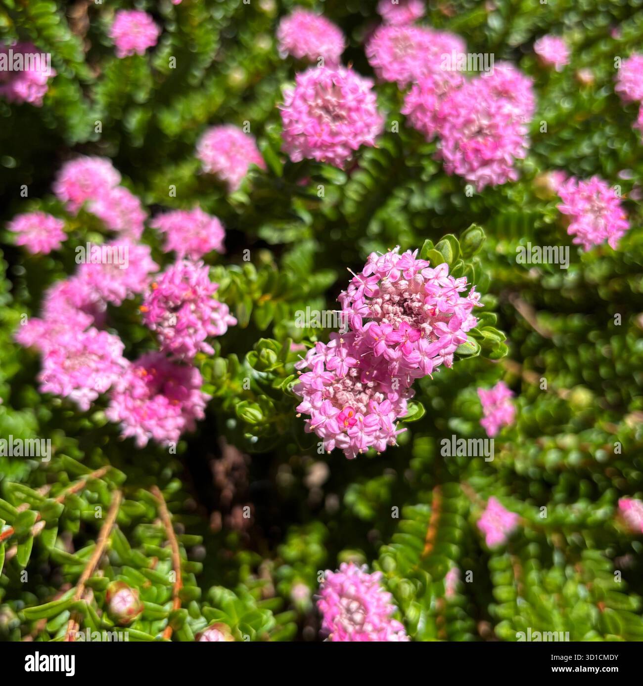 Pimelea ferruginea, native spring wildflower, Perth, Western Australia - Smartphone Captured Stock Image