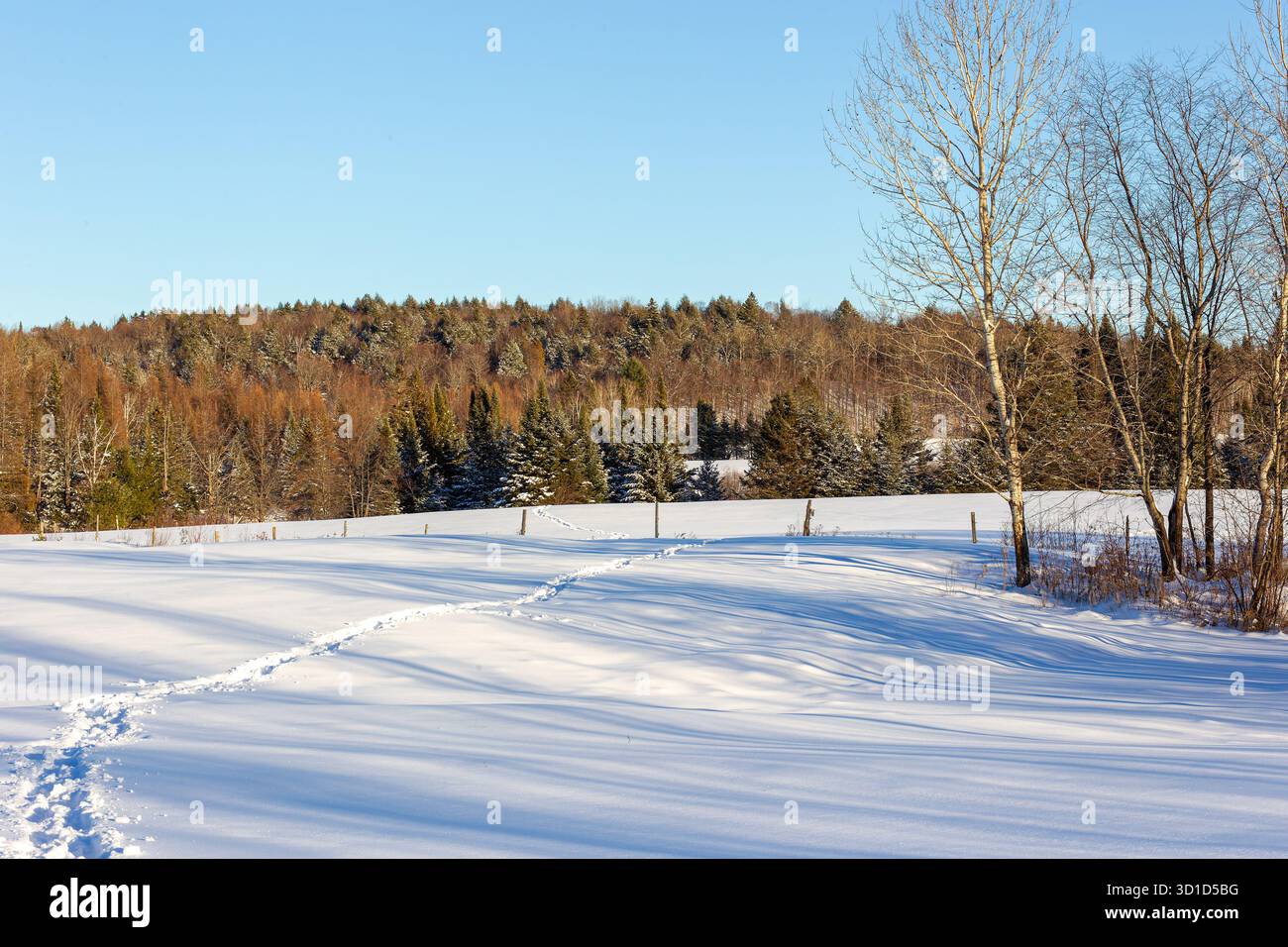 Foot tracks in fresh snow Stock Photo