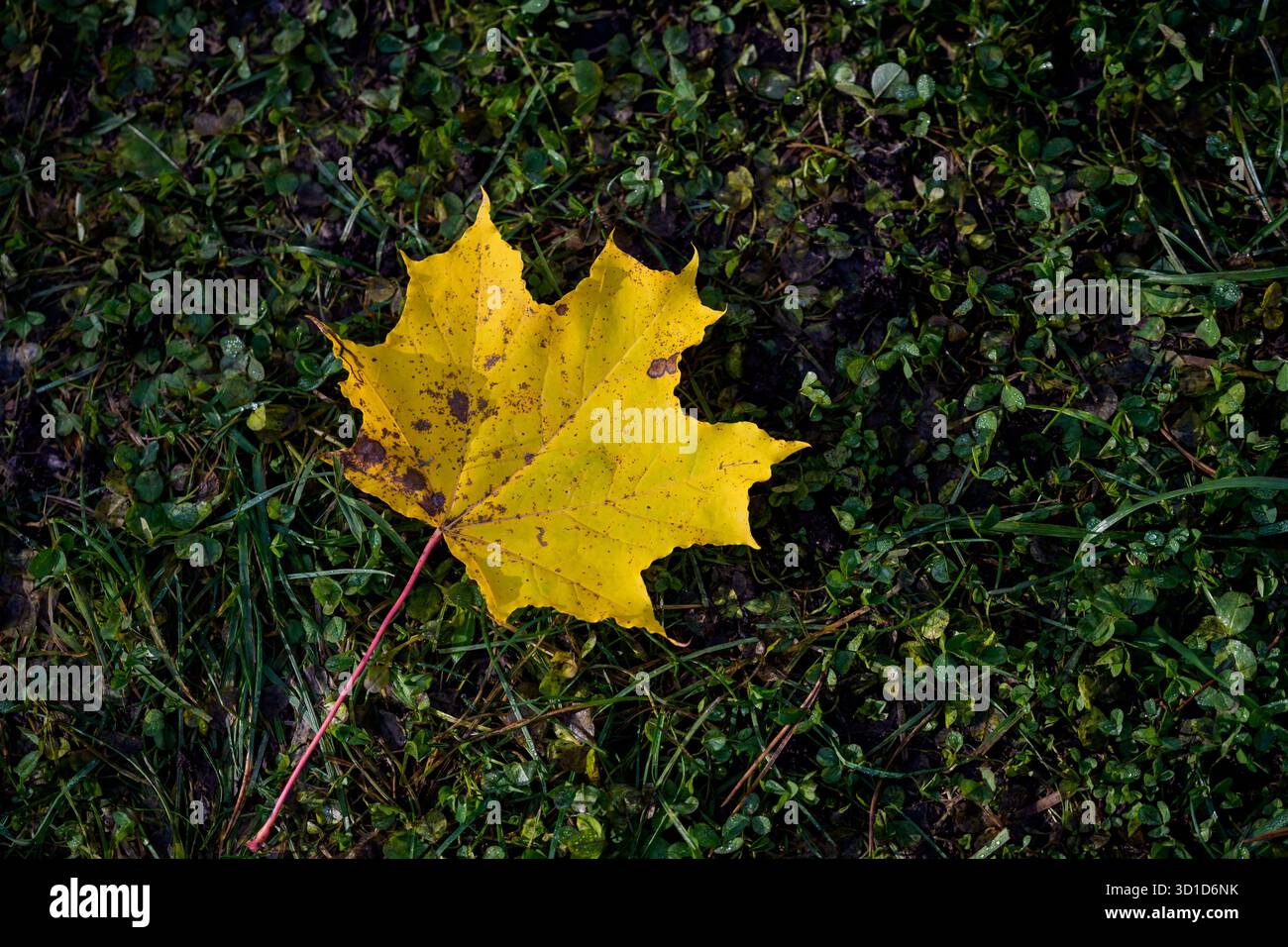 Yellow maple leaf fallen on green grass. Stock Photo