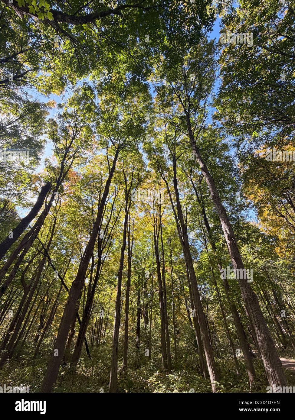 Upward view of tall forest trees with sunlight filtering through green leaves against a bright blue sky, symbolizing growth, peace, and natural beauty - Smartphone Captured Stock Image