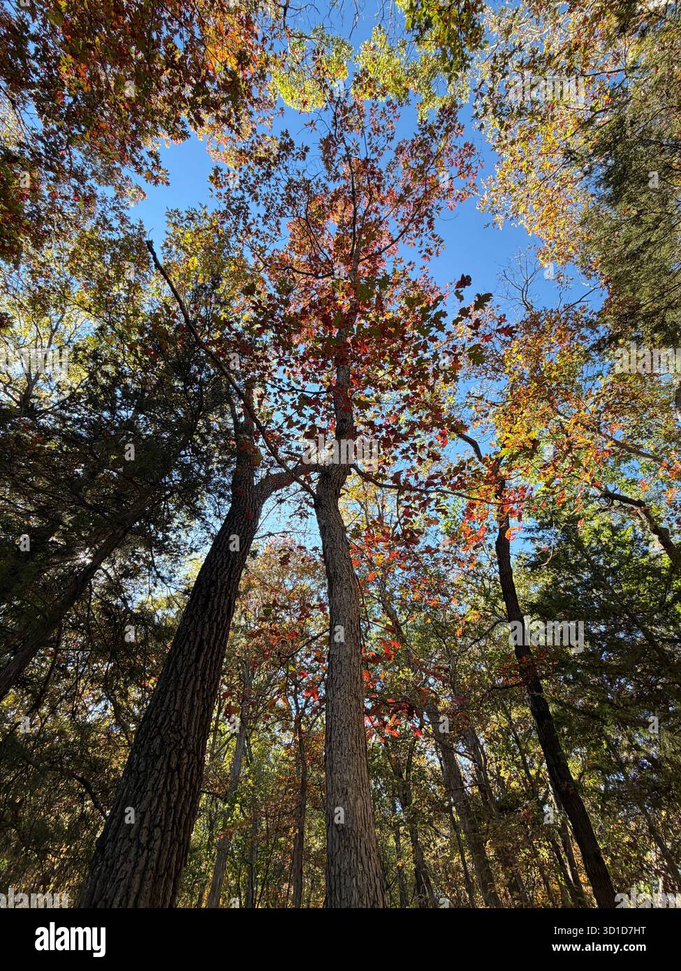 Looking up through tall forest trees with colorful autumn leaves against a vivid blue sky, symbolizing growth, strength, and the beauty of nature. - Smartphone Captured Stock Image
